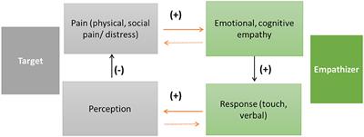 Inter-brain plasticity underlies empathic learning in social interactions